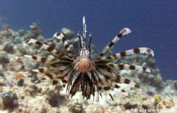 lion fish facing the camera by Alin Ardelean 